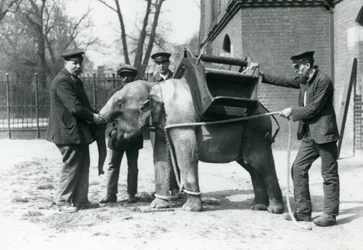 I guardiani Jack Milbourne, H Robertson e Thomas addestrano un giovane elefante asiatico, Zoo di Londra, maggio 1922