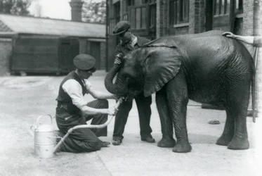 I custodi aiutano il giovane elefante africano maschio Kiberenge a bere da un tubo collegato a un annaffiatoio, London Zoo, luglio 1924