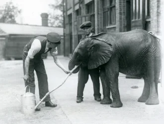 I custodi aiutano il giovane elefante africano maschio Kiberenge a bere da un tubo collegato a un annaffiatoio, Zoo di Londra, luglio 1924