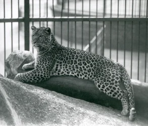 Leopardo Rex sdraiato su un tronco nel suo recinto al London Zoo, luglio 1925