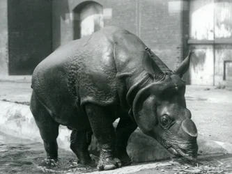 Rinoceronte indiano maschio Felix che lascia la sua piscina allo Zoo di Londra nel 1928