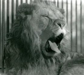 Leone maschio, Abdullah, sbadiglia nel suo recinto allo Zoo di Londra nel 1925