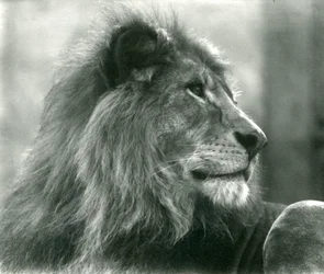 Leone maschio Kuja allo Zoo di Londra nel gennaio 1925