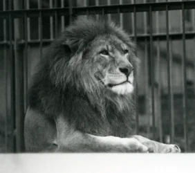 Leone maschio 