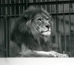 Leone maschio Kuja sdraiato nel suo recinto al London Zoo, gennaio 1925