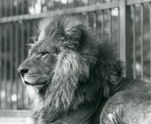 Il leone maschio Toto sdraiato nel suo recinto allo zoo di Londra nel settembre 1927