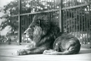 Leone maschio Toto sdraiato nel suo recinto allo zoo di Londra nel settembre 1927