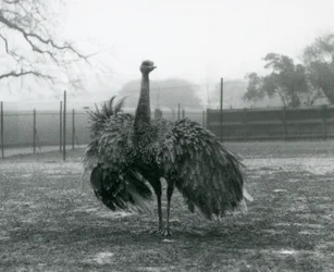 Richiamo del maschio di nandù maggiore, Zoo di Londra