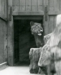 Ranji un tigone maschio, Zoo di Londra, luglio 1924