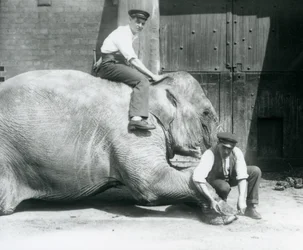 Sundermalah che si fa tagliare il piede anteriore da un custode con una lima, mentre un altro è seduto sulla sua schiena, Zoo di Londra, agosto 1926