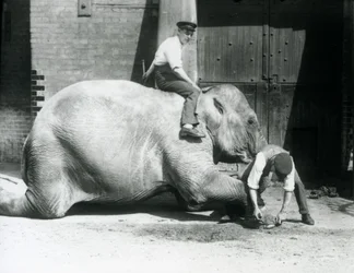 Sundermalah che si fa tagliare il piede anteriore da un custode con una lima, mentre un altro è seduto sulla sua schiena, Zoo di Londra, 1926
