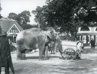 Syed Ali che cavalca Indiarani dietro una carriola, Zoo di Londra, ottobre 1925