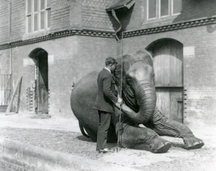 Syed Ali, che addestra Indiarani davanti alla Casa degli Elefanti, Zoo di Londra, agosto 1923