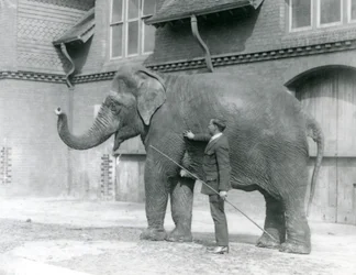Syed Ali addestra Indiarani davanti alla Casa degli Elefanti, Zoo di Londra, agosto 1923