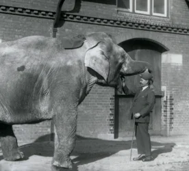 Syed Ali che addestra Indiarani davanti alla Casa degli Elefanti, Zoo di Londra, ottobre 1925