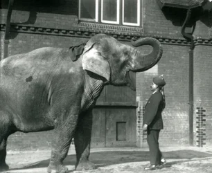 Syed Ali che addestra Indiarani davanti alla Casa degli Elefanti, Zoo di Londra, ottobre 1925