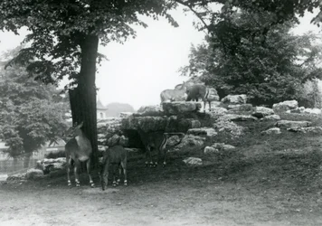Il recinto degli eland al London Zoo nel 1924