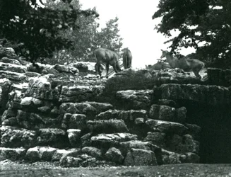 Il recinto degli eland al London Zoo nel giugno 1924