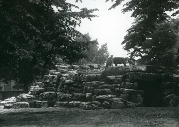Il recinto degli Eland al London Zoo, giugno 1924