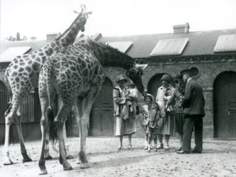Tre signore con tre bambini piccoli visitano le giraffe nel loro recinto fuori dalla Casa delle Giraffe, Zoo di Londra, luglio 1926