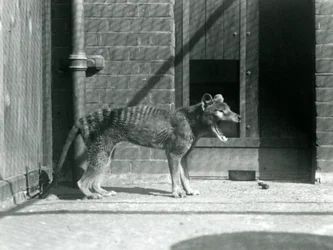 Tilacino/Lupo della Tasmania allo zoo di Londra nell