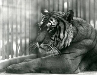 Tigre Sam allo Zoo di Londra, 1925