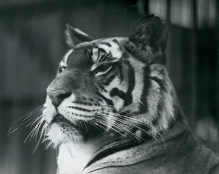 La tigre Sally allo Zoo di Londra nel 1927