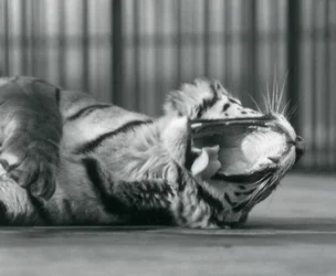 La tigre 