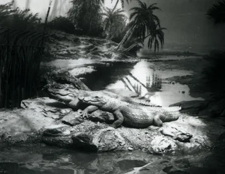 Due Alligatori in un panorama allo Zoo di Londra, giugno 1927