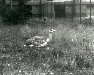 Due otarde arabe nel loro recinto allo Zoo di Londra, settembre 1927