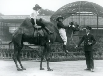 Due cowgirl posano su un cammello bactriano, tenuto dal suo custode, durante una visita allo Zoo di Londra nel 1924