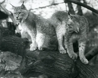 Due linci del nord, una seduta e una in piedi, su un ramo, Zoo di Londra, ottobre 1925