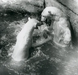 Due orsi polari giocano nella loro piscina. Zoo di Londra, 1926