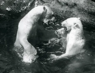 Due orsi polari che giocano nella loro piscina allo Zoo di Londra nel 1926