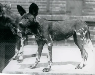 Due cani selvatici somali allo Zoo di Londra, luglio 1925