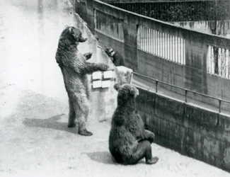 Due orsi bruni, uno in piedi sulle zampe posteriori e uno seduto, guardano giù dalle Terrazze Mappin, Zoo di Londra, luglio 1925