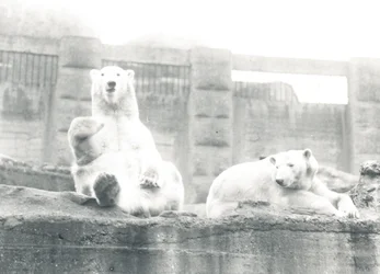 Due orsi polari allo ZSL London Zoo, 1927
