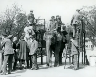 Visitatori in coda per un giro in elefante mentre altri salgono con l