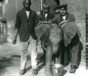 Giovane elefante africano Kiberenge, che beve da un secchio, con gli addestratori Darish e Syed Ali, e il guardiano H. Robertson nel 1923