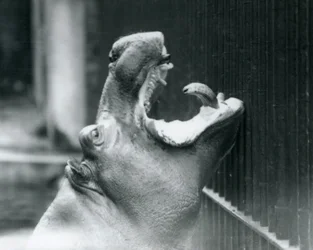 Giovane ippopotamo Bobbie allo Zoo di Londra, 1927