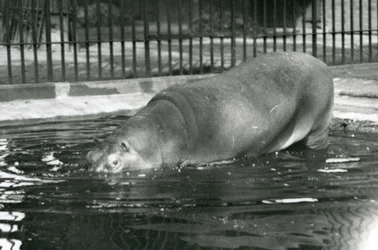 Giovane ippopotamo Bobbie che entra nella sua piscina allo zoo di Londra, agosto 1927