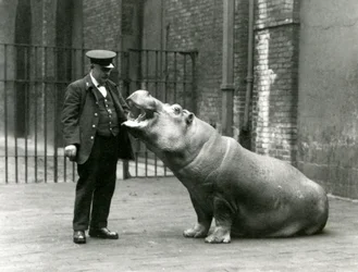 Giovane ippopotamo Bobbie seduto per il custode Ernie Bowman, Zoo di Londra, luglio 1923