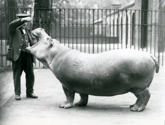 Giovane ippopotamo Bobbie con il custode Ernie Bowman, Zoo di Londra, luglio 1923