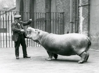 Giovane ippopotamo Bobbie con il custode Ernie Bowman, Zoo di Londra, luglio 1923