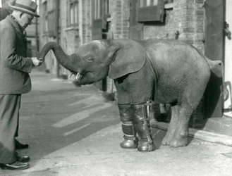 Giovane elefante pigmeo africano Oojah con stecche applicate, come parte del suo trattamento per il rachitismo, Zoo di Londra, 1926