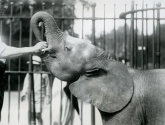 Giovane elefante pigmeo africano femmina Oojah che riceve un premio, Zoo di Londra, luglio 1925