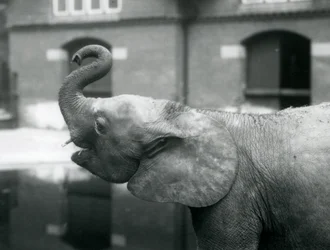 Giovane elefante pigmeo africano Oojah che solleva la proboscide allo Zoo di Londra, agosto 1925