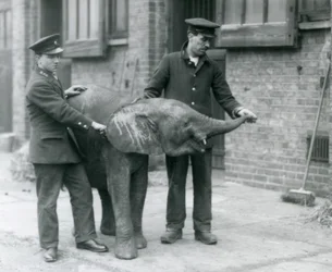 Giovane elefante pigmeo africano femmina Oojah che alza la proboscide per un premio dai suoi custodi allo Zoo di Londra, aprile 1925