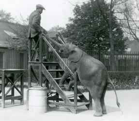 Giovane elefante pigmeo africano Oojah con le zampe anteriori sui gradini di imbarco, raggiunge il suo addestratore, che è sul gradino superiore, con la proboscide, London Zoo, giugno 1925