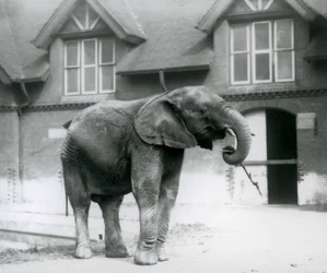 Giovane elefante africano maschio Kiberenge davanti alla Casa degli Elefanti, Zoo di Londra, giugno 1927